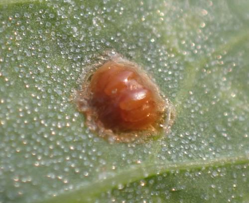 Réf. 284 489 : Cassida nebulosa